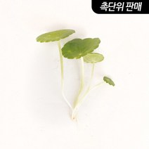 [미미네아쿠아] 워터머쉬룸 6촉 - (원예수초 전경꾸미기), 단일속성