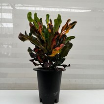 [다은꽃농원]마미크로톤 화려한 꼬불이 잎 바나나 크로톤 키우기쉬운 실내공기정화식물 인테리어, 1개