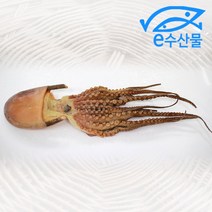 마산어시장 e수산물 마른문어 한마리 건문어 피문어 37cm 남해안 말린문어
