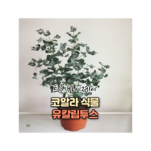 트리바이제이 소형 유칼립투스 코알라식물 실내공기정화식물 인테리어식물 거실화초, 유칼립투스(분갈이 포트)