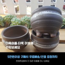 다육 다육화분 - 미니 항아리 화분