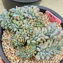 다육식물(먼로철화) 910, 1개