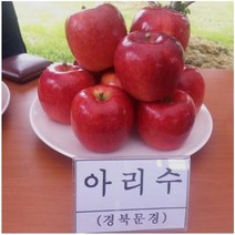 사과나무 아리수 사과 [접목1년 M26왜성대목] kjot