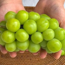 김천 샤인머스켓 씨없는 고당도 망고포도 청포도 2kg