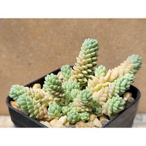 세듐-랜덤 5천원상품 아프리카농장 희귀다육