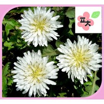 흰 민들레 씨앗(100립) -하얀 민들레 포공영 종자씨앗 꽃씨앗 채소씨앗 구근식물 야생화 토종 약초 포천매화동농장 씨앗모음