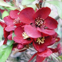 명자나무 묘목 - 흑광 키80cm 1개