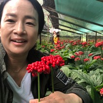 70년재배 홍제원 인삼 홍삼 파삼 난발삼 원수삼 세척삼 무세척삼 면역력증강 파삼 500g, 07_무세척파삼1채750g16~17뿌리, 무세척파삼1채750g(16~17뿌리)