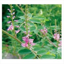 아시아종묘 산림씨앗종자 붉나무 (kg) C27, 단품없음