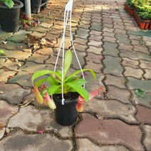 30~50cm 119 네펜데스 식충식물 소중품