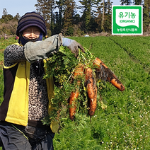 싱싱한 제주도 유기농 햇 흙당근 3kg 5kg 10kg, 1