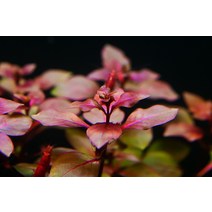 진스아쿠아협력업체 어항수초. 루드위지아 슈퍼레드 5촉