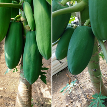 국내산 그린파파야 .쏨땀 파파야 파파야피클 완도장보고열대작물농원 5kg