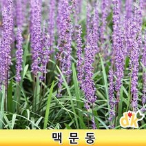 들꽃닷컴]야생화 다년초 조경 관상용 약용으로 쓰이는 맥문동 3치포트모종 30포트