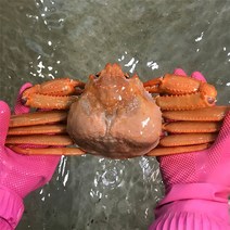 자연맛남 [울진홍게] 먼 바다조업 울진 후포 박달홍게 2kg 4kg(생물/자숙), 02.박달홍게 4kg(생물,8-10마리), 02.박달홍게 4kg(생물/8-10마리)