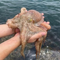 당일조업 자연산 문어 남해 생물 활 쫄깃 돌문어 1kg, 1~3미