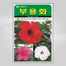 슬로시 꽃 씨앗 모음 꽃씨 허브 허브씨, 부용화100립(아람)