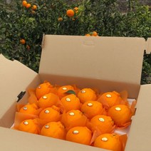 [감귤제작소-민우네농장] GAP 서귀포 써니트(홍한라봉) 3kg 5kg, 16-17과, [선물용]5kg, 1개