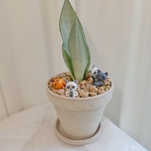 문샤인 산세베리아 + 시크고양이피규어랜덤 1개 - 국민식물 공기정화식물 best item!