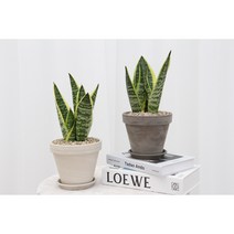 산세베리아 슈퍼바 분갈이식물 실내공기정화식물 플랜테리어, 식물+독일스팡토분 15호(크림화이트색)+화분받침
