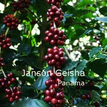 [커피생두] 파나마 잔슨 게이샤 내추럴 1kg Panama Janson Geisha Natural, 1개