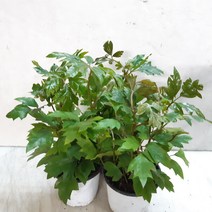 공기정화식물로 좋은 시서스(포도아이비)3포트한묶음