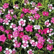 [모야모 꽃씨] 각시패랭이(Maiden Pinks) 혼합색 30립 씨앗