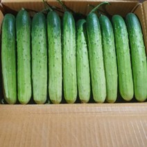 <해돋이농산> 국산 백오이 백다다기 다다기오이 특15개 30개 49개내외 (43~50)” class=”wr-img”></a></div></p></div></p></div></p></div><div class=