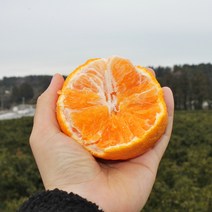 제주 진우네 한라봉 못난이한라봉 노지 하우스 가정용 선물세트 3kg 5kg, 한라봉 5kg 가정용(대과)