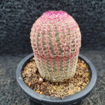 봄의정원 자태양 선인장