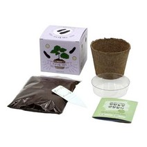 씨앗 식물 키트 새싹 키우기 옥수수 모종 재배 화분, 옵션명, 가지