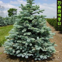 은청가문비 아리조나카이밥(Arizona Kaibab), 01. 15cm 포트, 1개