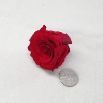 [플라라] 드라이플라워 프리저브드플라워 장미(빅사이즈), 05. 빨강 (프리저브드)