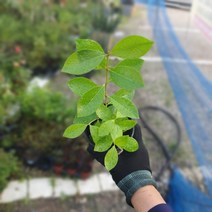 식물공장 구아바 소품 10~30cm 39 과실수 공기정화식물