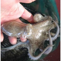 활쭈꾸미 통영산 1kg 생물, 1kg(15미내외), 1개