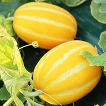 고당도 성주 참외 농장직송 3kg 4kg, 햇 성주 한입참외 4kg