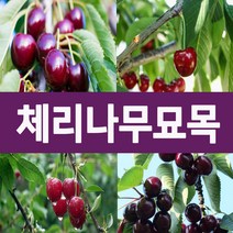 [나무의모든것] 다양한 체리나무묘목 상묘 판매중, 러시아8호(북부종)체리묘목 상묘