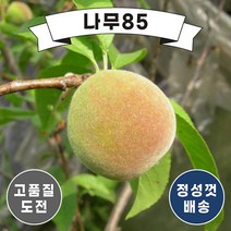 (나무85) 복숭아나무 11종 시리즈, 8. 거반도(도넛피치) 접1