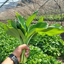 [부자밥상] 강원도 명이나물 1Kg 울릉도종 생명이 산마늘 잎명이 대명이 산지직송, 잎 명이나물 1Kg