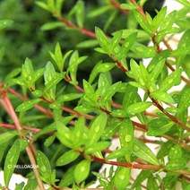 헬로아쿠아 모음)초보수초 200종모음전 쉬운수초 어항장식 열대어 어항꾸미기 수족관꾸미기, 24번) 루드위지아 그랜듀로사 3촉