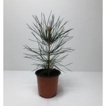 해송화분(10센티)