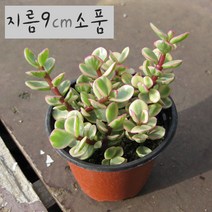 허브여울다육 아악무(코끼리풀/ 토피어리가능) 지름 9cm 소품화분, 3개