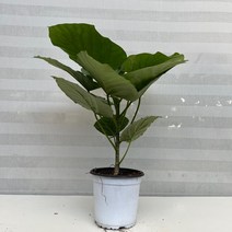 [다은꽃농원]휘카스 휘커스 움베르타 생장점 살아있는 외목대 산소탱크 실내공기정화식물 인테리어