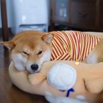 자칠 고양이 강아지 의류 가을 단가라 티셔츠 반팔 테디 쉐나리 시바견 중소형견 펫웨어, 레드