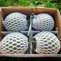 GAP인증 레드멜론 추석 메론 멜론 선물세트 고당도, 1박스, 3.5kg(2수)