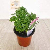 식물 키우기 희귀 공기청정 스위트바질 도매화원
