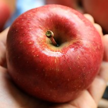 삿갓유통 새콤달콤 홍천 꿀사과 부사사과, 5kg(중소과)