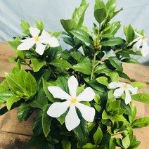 청년농부 향좋은 열매치자 중품 치자나무 치자꽃 열매치자나무