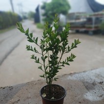 식물공장 삼각잎아카시아 소품 30~50cm 69 야생화 공기정화식물 관엽식물