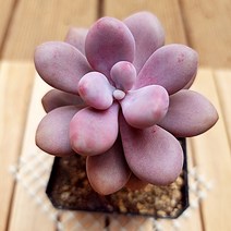 아메치스 동글이 미인 예쁜 다유기 다육 식물1-25, 단품